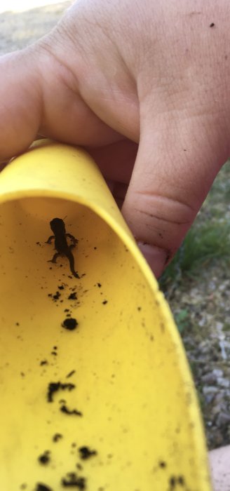 Liten grodunge i en gul skopa med jordrester och en mänsklig hand i bakgrunden.