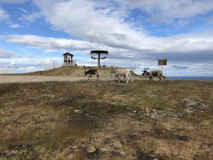 Renar framför en skidlift och utsiktstorn på ett bergslandskap under molnig himmel.