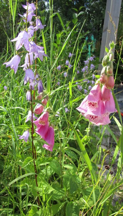 Blommiga fingerborgsblommor och ängsblommor i en grön trädgård som visar sommarlivskraft.