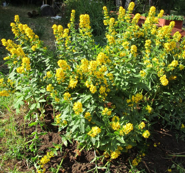 Ljusgula blommor i full blom omgivna av grönt lövverk i en trädgård, med en hint om jordgubbsplantor i bakgrunden.