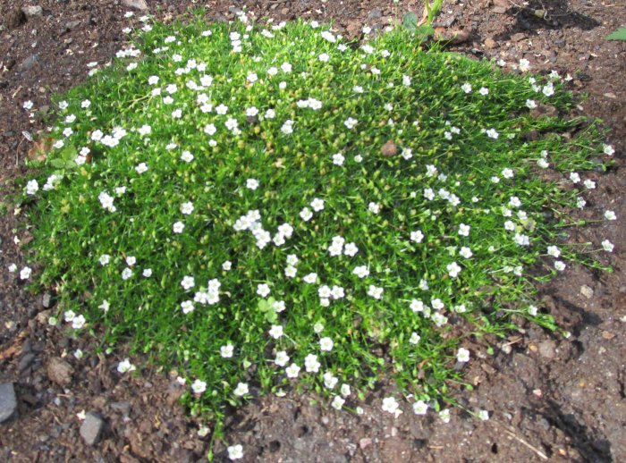 En tålig grön planta med många små vita blommor som blommar i torkan.