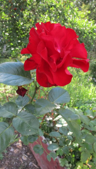 En blommande röd ros med gröna blad, ovanpå en gammal blomma, i en trädgård.