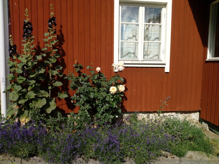 Lavendel och rosor framför röd trävägg med fönster, i soligt trädgårdslandskap.