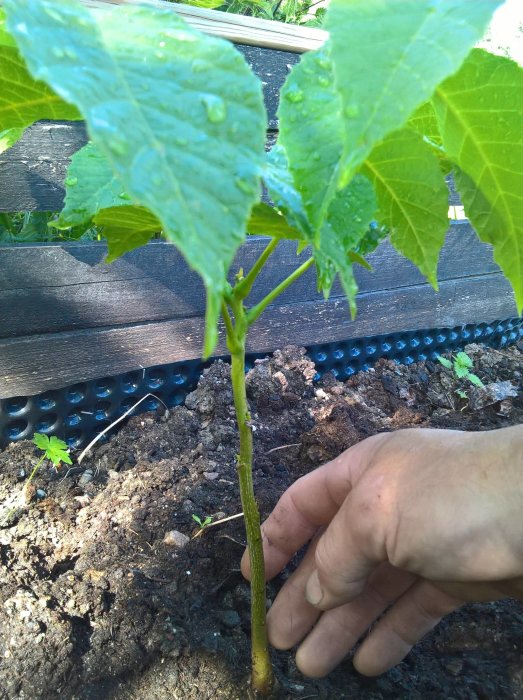 Ung frilandsgurka som växer i jord med handen som stödjer plantan, vattendroppar syns på bladen.