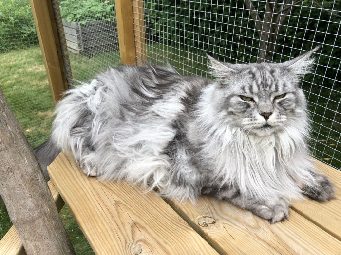 Långhårig grå katt med rufsig päls ser trött ut, sitter på träbänk utomhus.