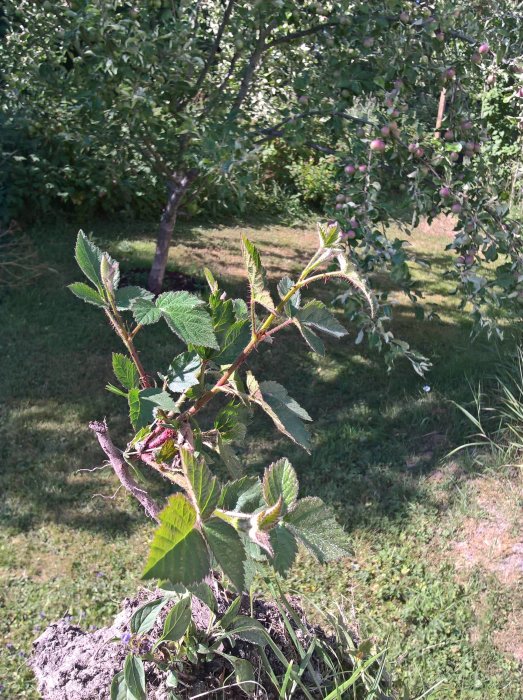 En nyligen omplanterad björnbärsbuske med exponerade rötter och unga skott framför ett äppelträd med mognande frukter.