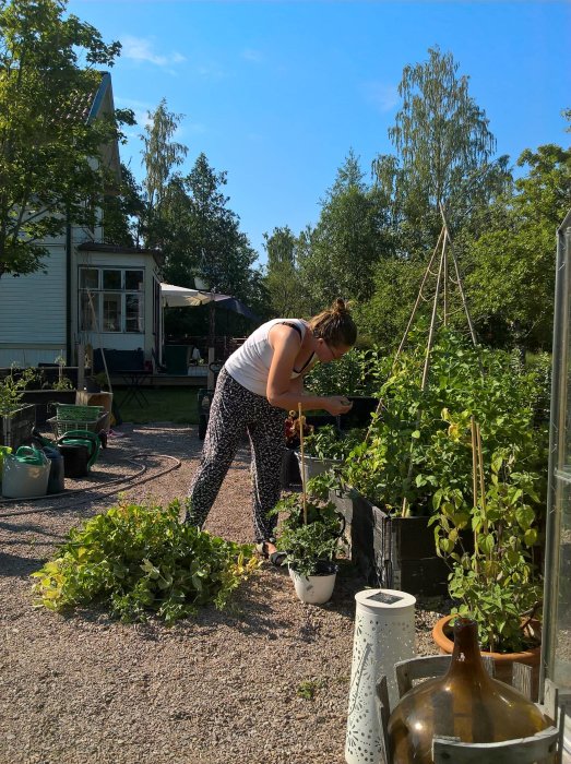 Person arbetar i en blomstrande köksträdgård med växter och klätterställning på en solig dag.