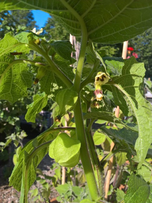 Gröna blad och en omogen Physalis-plant med sitt karaktäristiska hölje som utvecklas.