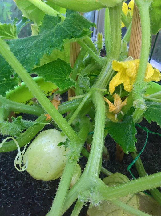 Närbild på gröna växter med gula blommor och omogna squash i ett växthus.