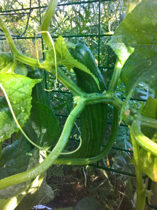 Slanggurkor som växer på en planta med gröna blad och rankor, stödda av en klätterställning.