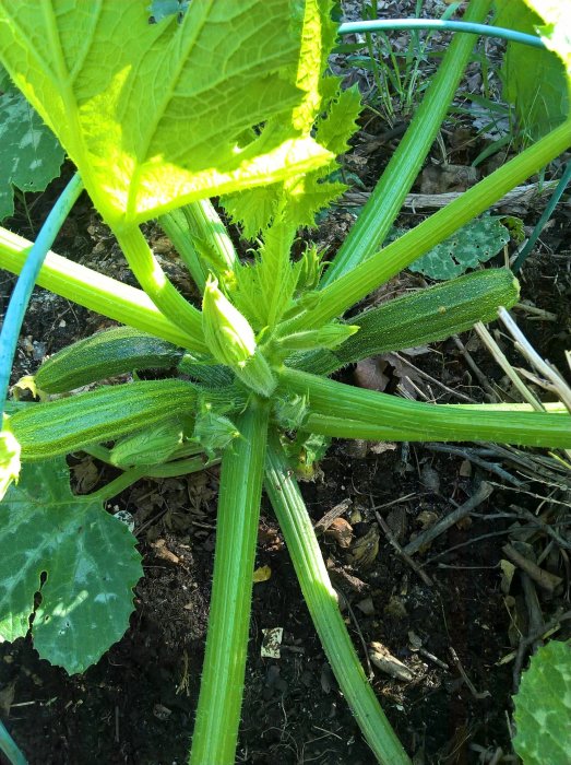 Squashväxt med flera unga squashfrukter och blomknoppar som växer i jord med stödnät.