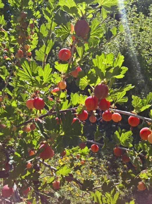 Mogen björnbärsgren med röda och orange bär samt gröna blad i solljus med suddig grönska i bakgrunden.