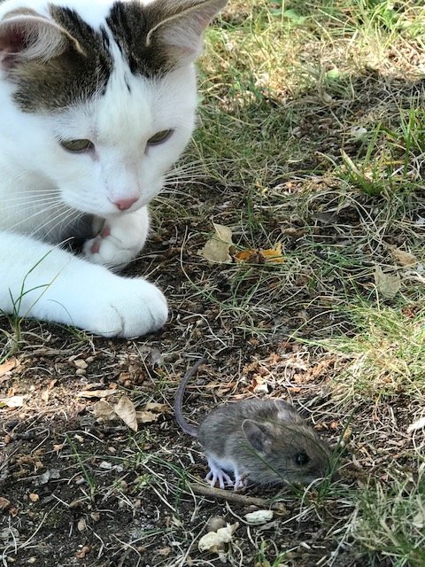 Vit och grå katt som tittar på en liten mus på marken utomhus.