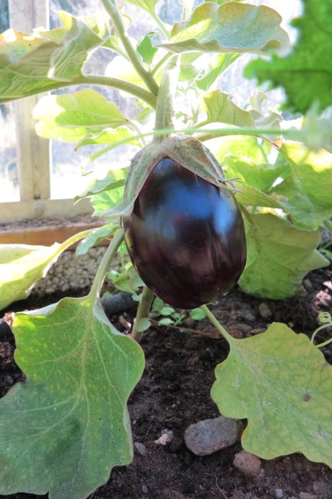 Omogen aubergine som växer i växthus, omringad av gröna blad och jord.