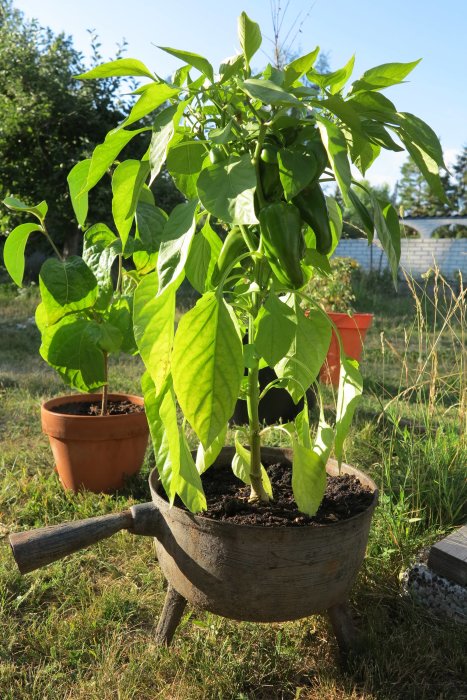 Omogen paprikaplanta med gröna paprikor i kruka utomhus i trädgård.