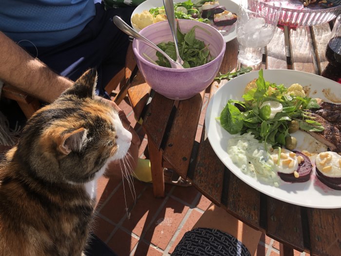 En katt vid ett matbord tittar på en tallrik med sallad och grillat kött.