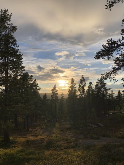 Solnedgång i skog med tallar, ljuseffekter genom molnen och skuggspel på marken.