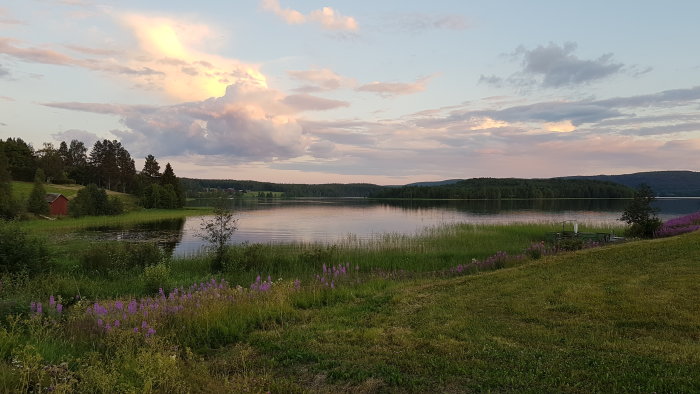 Skymning över en lugn by med sjöutsikt i Västerbottens län, ljusa moln och lila blommor i förgrunden.