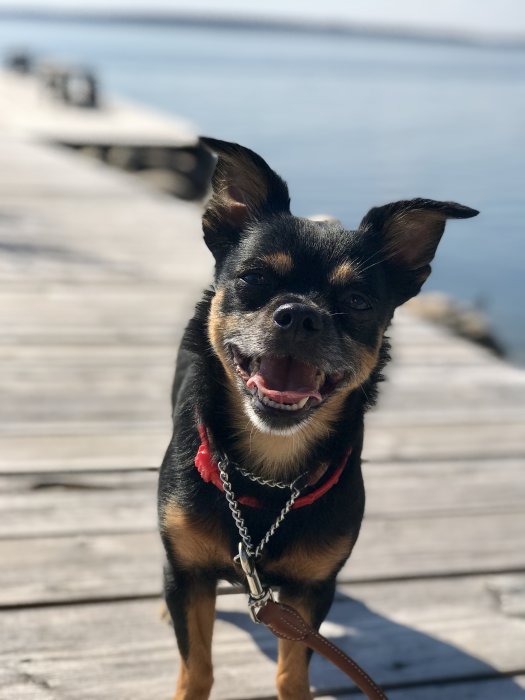 Liten hund med koppel på träbrygga vid vatten, ser glad ut mot kameran.