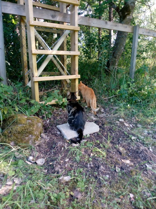 Två katter vid en klösbräda utomhus nära ett trästaket.