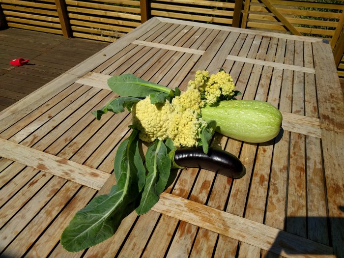 Hemodlad blomkål, squash och aubergine på träbordet i solskenet.