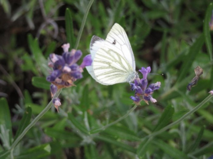 Vit fjäril på lavendelblommor i en rabatt, omgiven av gröna blad.