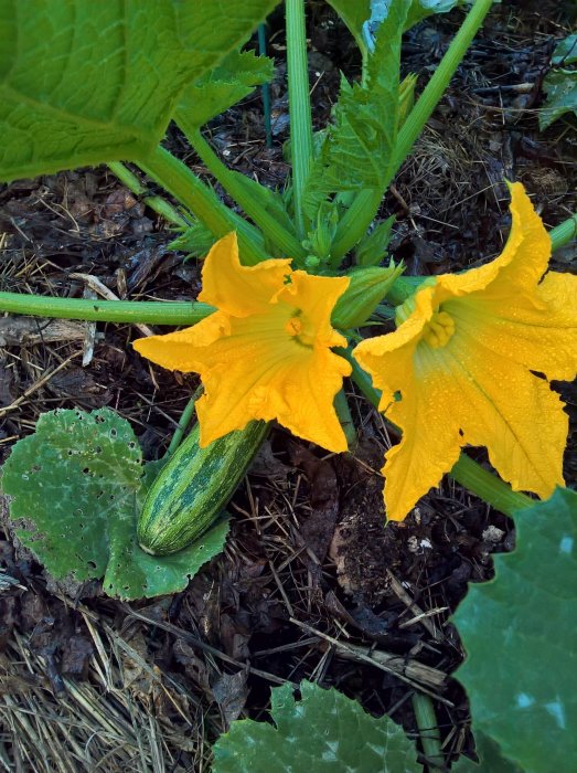 Daggdroppar på gul squashblomma och en ung squash bland gröna blad och torrt underlag.