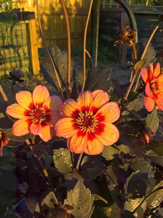 Blommande orange dahlior med vattendroppar i morgonsol mot en bakgrund av ett trästaket.