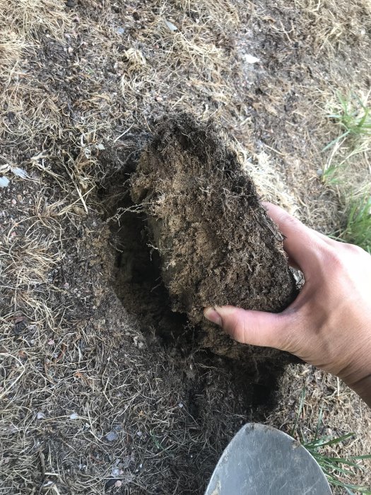 Hand lyfter grästuva som visar fuktig jord och underliggande sandgräsmatta.