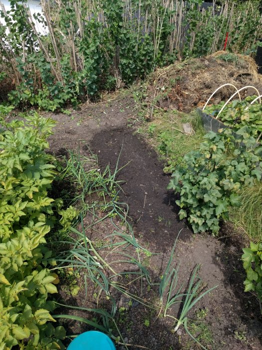 Odlingsträdgård med nysådda dill, koriander, mangold, spenat och lökfrön bland befintliga växter.