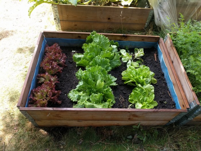 Trädgårdsland med olika sorters sallad i solsken, omgiven av träkant.