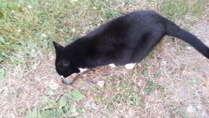 Svartvit katt som jagar en kopparorm på gräsmatta.