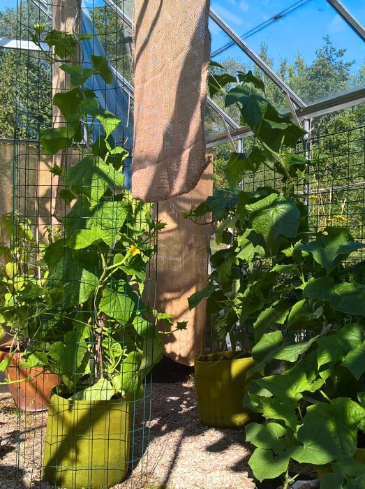 Lummigt grönskande växthus med squashplantor och gurkplantor som klättrar på stödnät, i soligt väder.