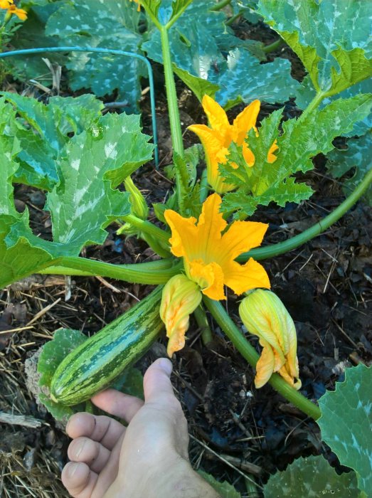 Hand plockar ung squash med blommor i en grönsaksodling.