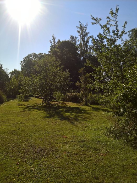 Soligt landskap av en frodig trädgård med gröna träd och gräsmatta.