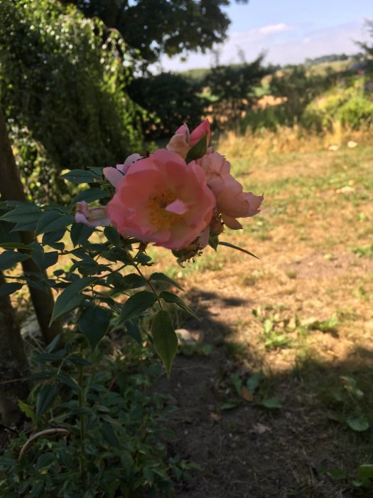 Två rosor i närbild med en rosa färgton mot en oskarp bakgrund av en trädgård i sommarbelysning.