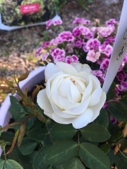 En nyutslagen vit ros i förgrunden med suddiga rosa blommor i bakgrunden.