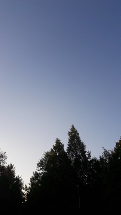 En drönare i himlen över trädtopparna i skymningen.