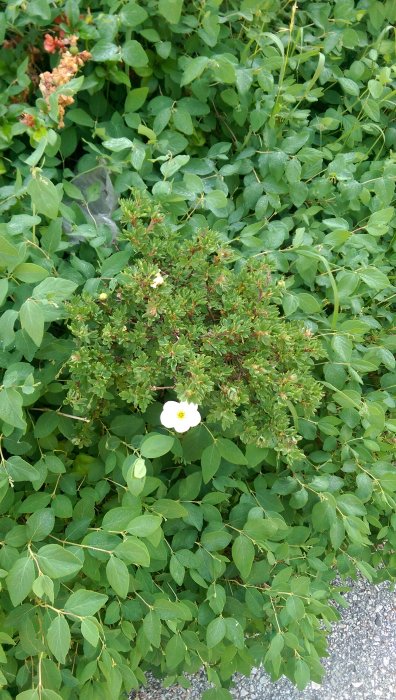 Buskage med små blad och en lysande vit blomma.