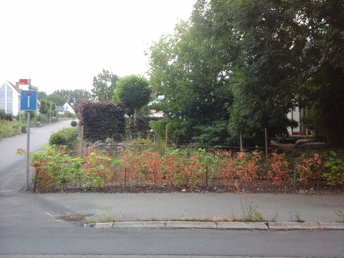 En trädgård vid vägkanten med visna bokplantor framför ett staket, omringad av frodigare växtlighet.