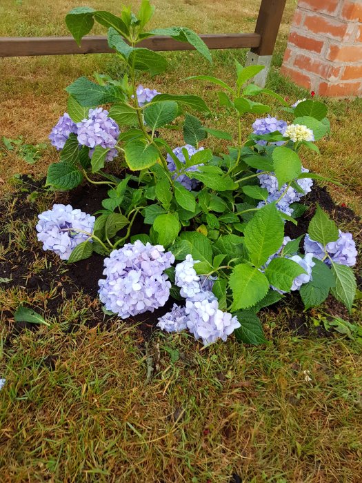 Nyligen planterad hortensia med lila blommor som hänger neråt vid en trädstaketkant.