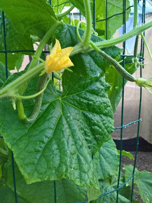 Ung gurkplanta med blomma och små gurkor vid stödnät.