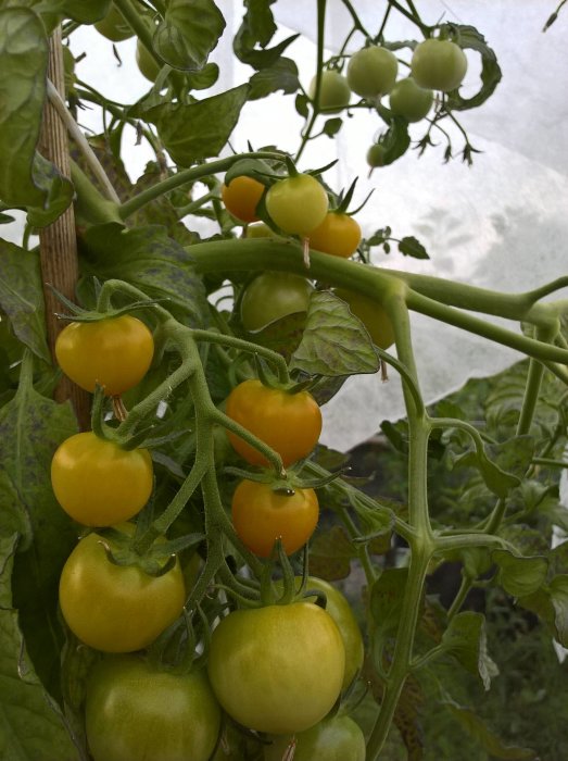 Omoget och grönt tomatklase i växthus med texten 'Små gurkor och små tomater, inte många tomater färdiga ännu, men goda. Mvh P-A'.