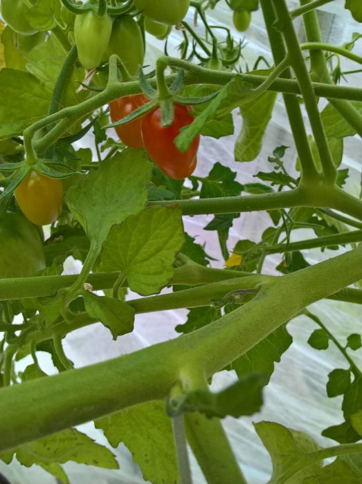 Tomatplanta med både gröna och en röd mogen tomat bland bladverk.