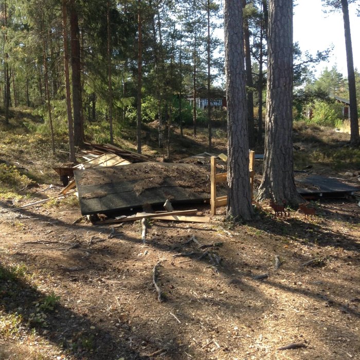 Nedrivet uthus i en skogsmiljö med träsplitt och bråte på marken, omgivet av barrträd och solsken.