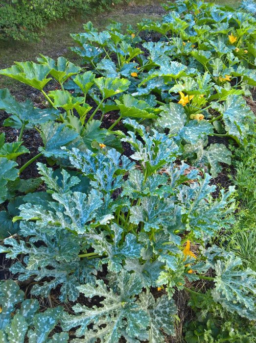 Trädgårdsland fyllt med frodigt växande squashplantor, några med synliga gula blommor.