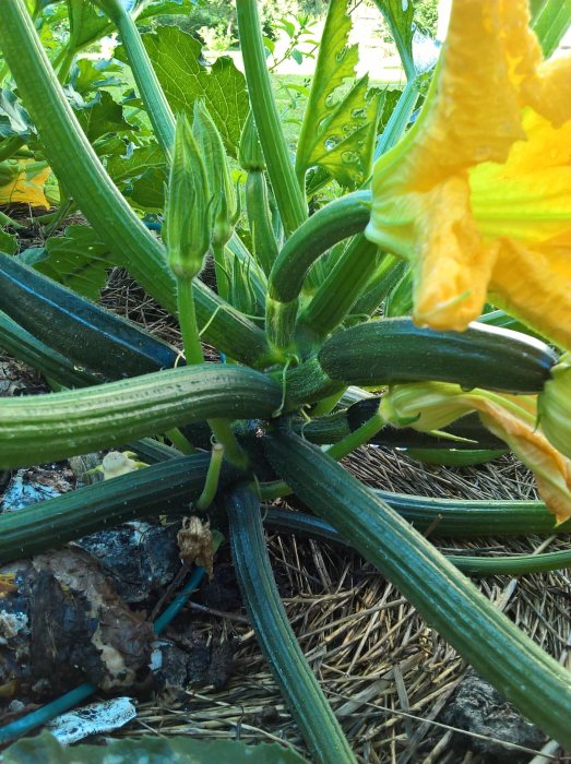 Squashplantor i trädgården med flera omogna squash och en blomma i fokus.