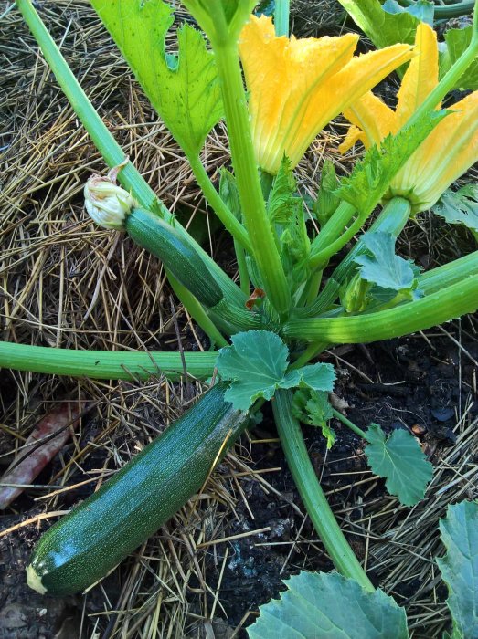 Mogen squash på planta med gula blommor och halmmulch i en trädgård.