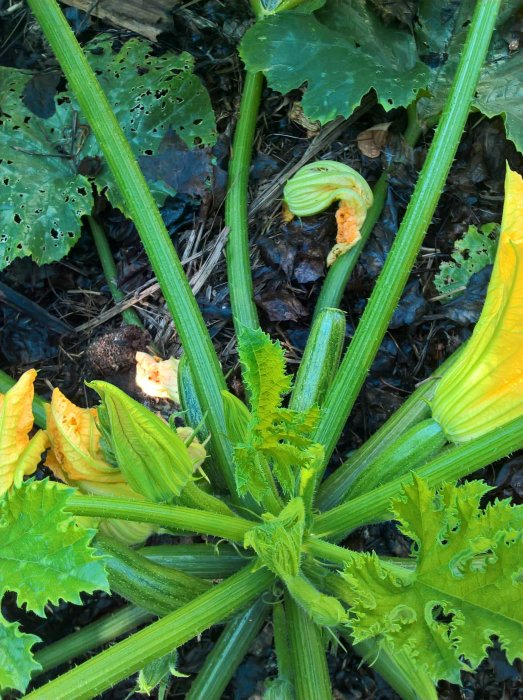 Squashplantor med omogna frukter och blommor, delvis ätna blad, i en trädgård.