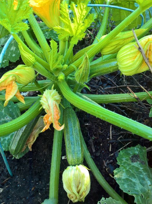 Squashplantor med mogna frukter och blommor i ett trädgårdsland.